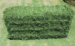 ALFALFA SAN BERNARDO - 3 STRING (PACA ALFALFA 3 HILOS)