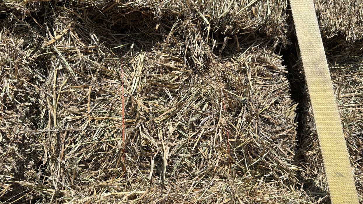 HAY ZAPATA - BUFFEL Hay Mix Orange twine / Paca de Zacate hilo naranja