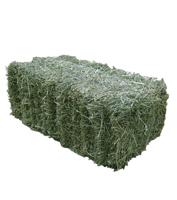 HAY ZAPATA - Coastal Bermuda Hay / Paca de Zacate