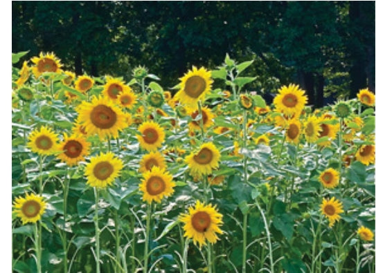 Sunflower, Peredovik - 50 lb