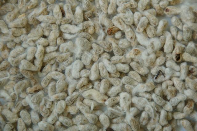 Whole Cottonseed - 50 LB