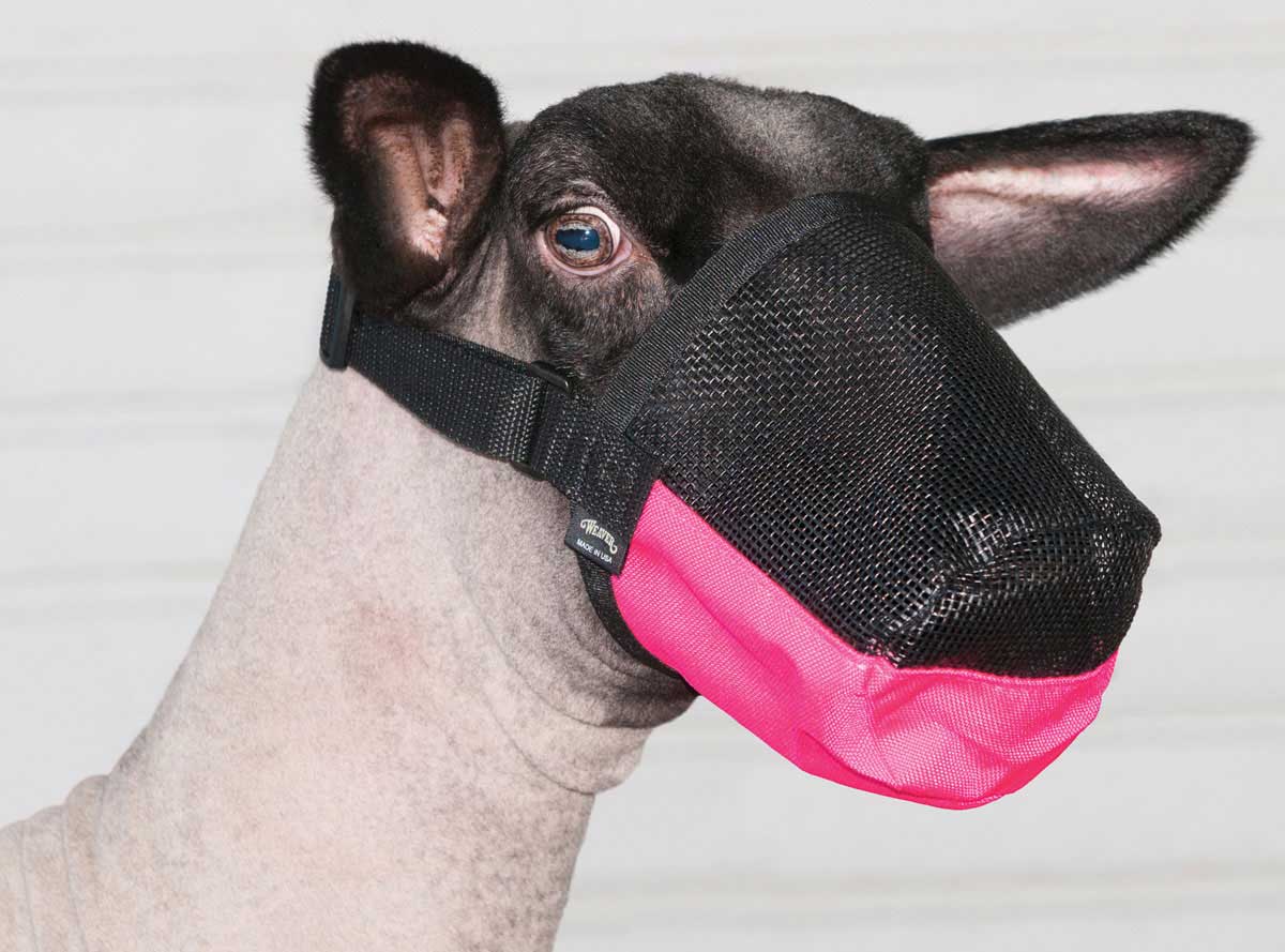 SHEEP: SHOW SUPPLIES