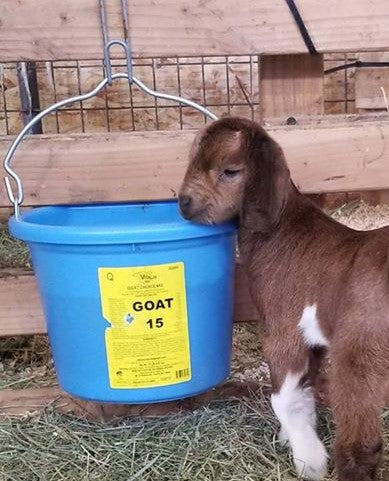 GOAT: BUCKETS