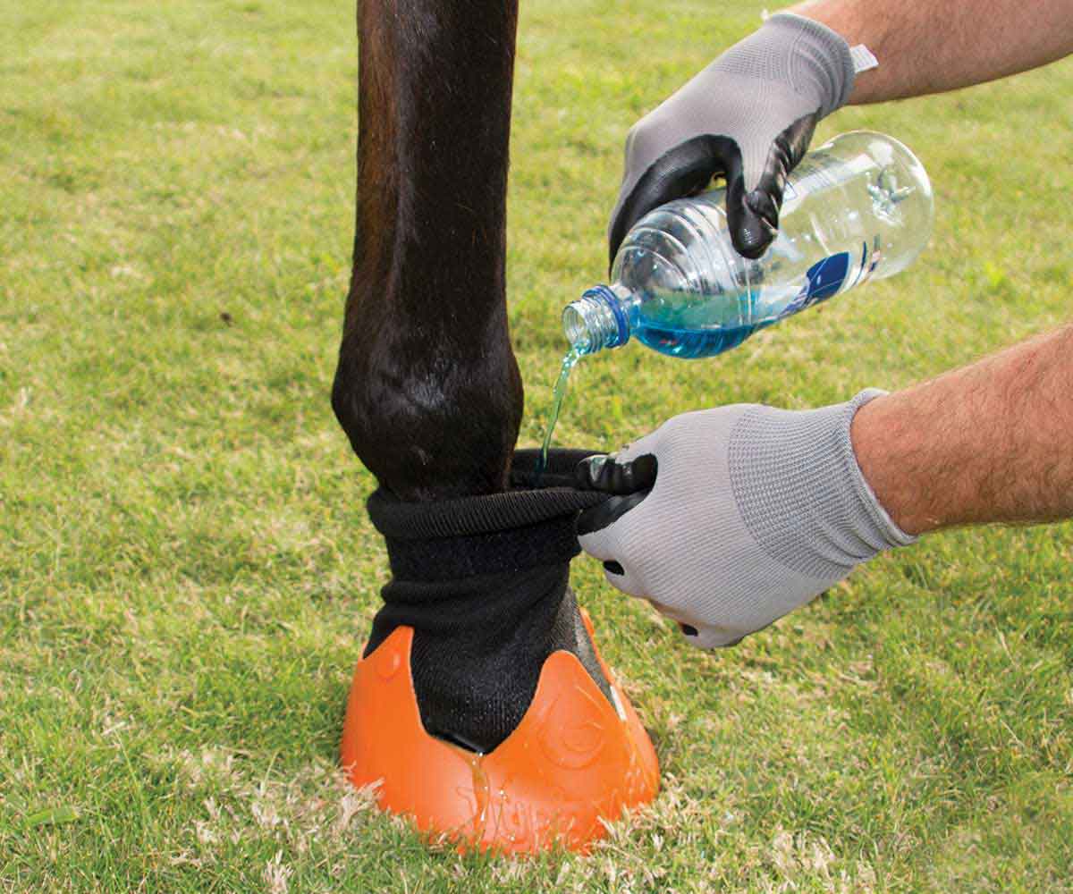 HORSE: THERAPY