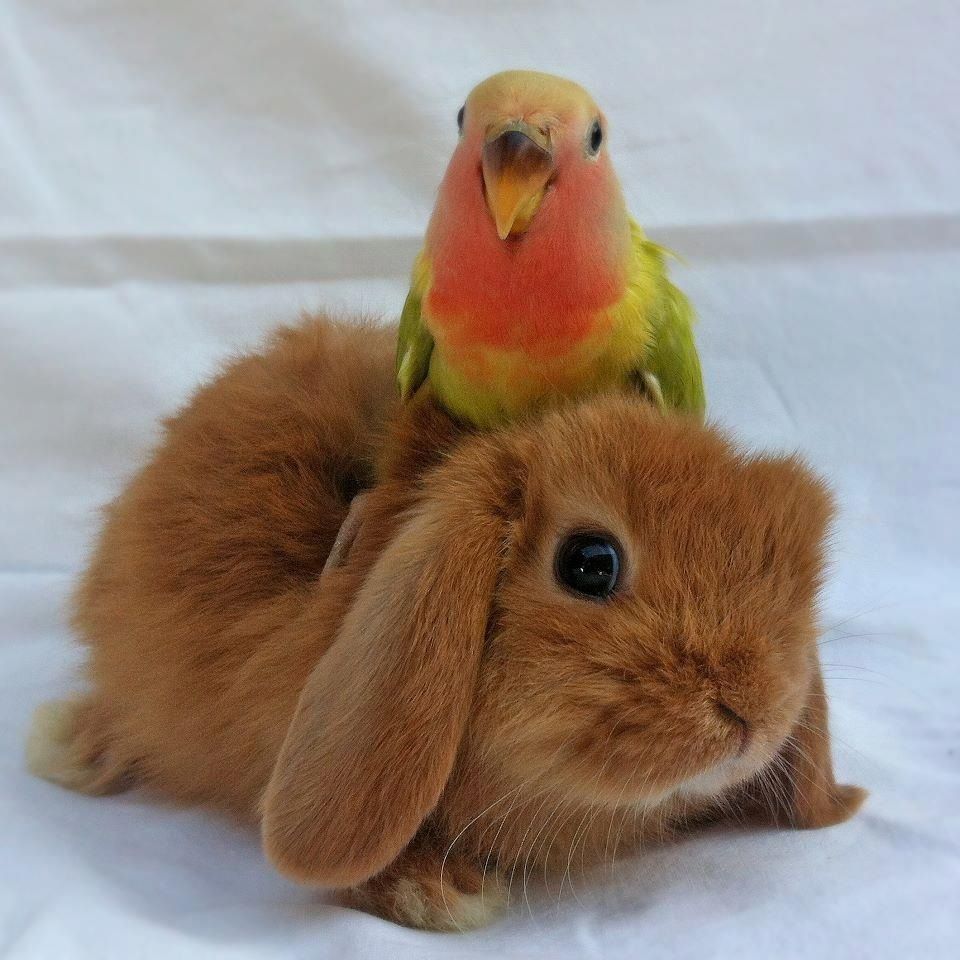 MORE ANIMALS