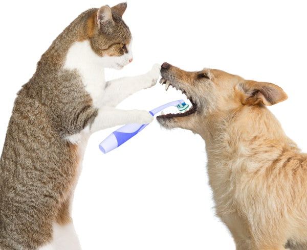 DENTAL CARE