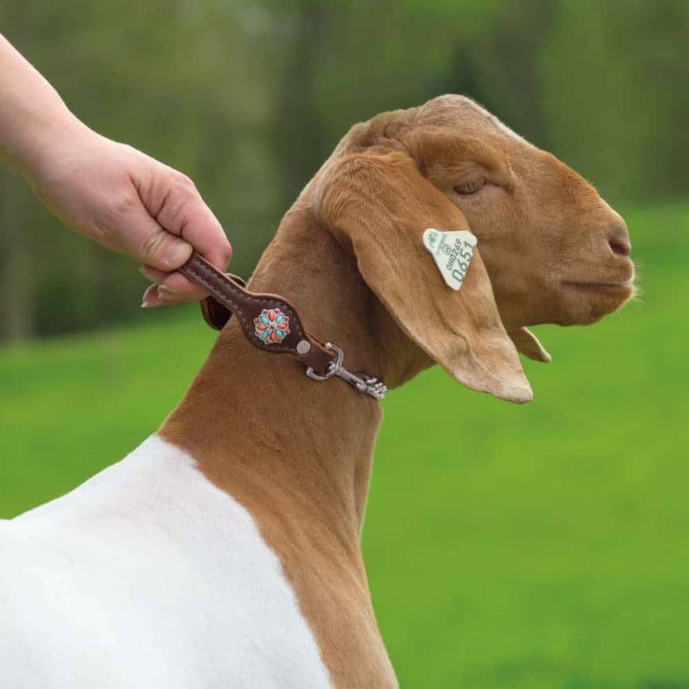GOAT: HOOF CARE