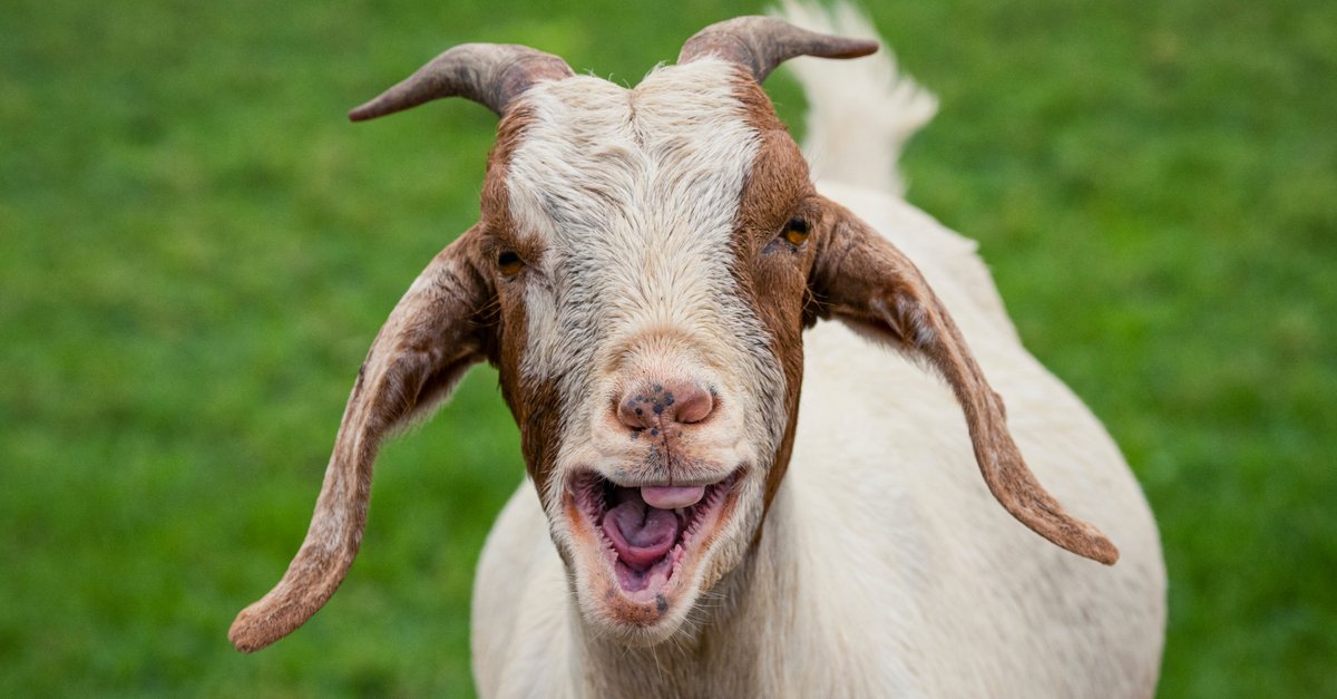 GOAT: ANTIBIOTICS