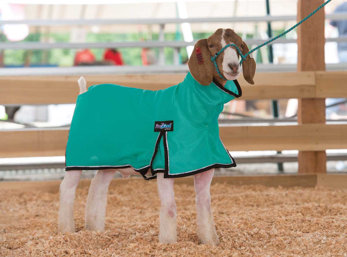 GOAT: BLANKETS AND TIGHTS
