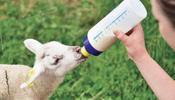 GOAT: BOTTLES AND NIPPLES