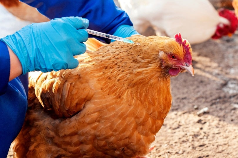 POULTRY: WORMES (DEWORMERS)