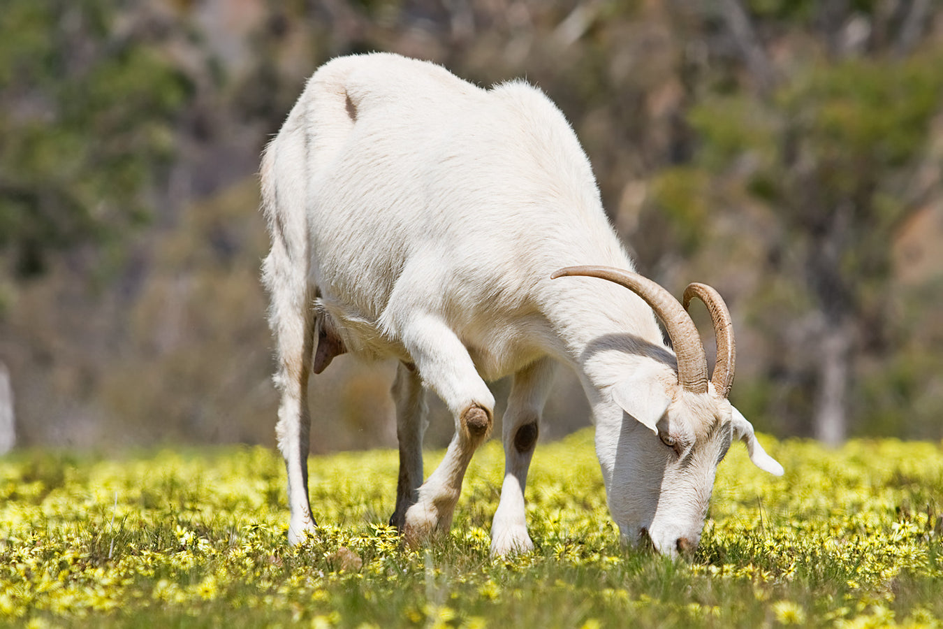 GOAT MILK REPLACER & COLOSTRUM