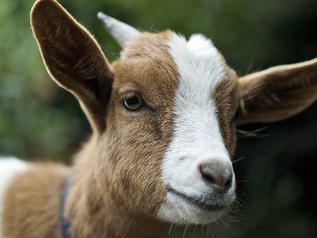 GOAT: EYE & EAR CARE