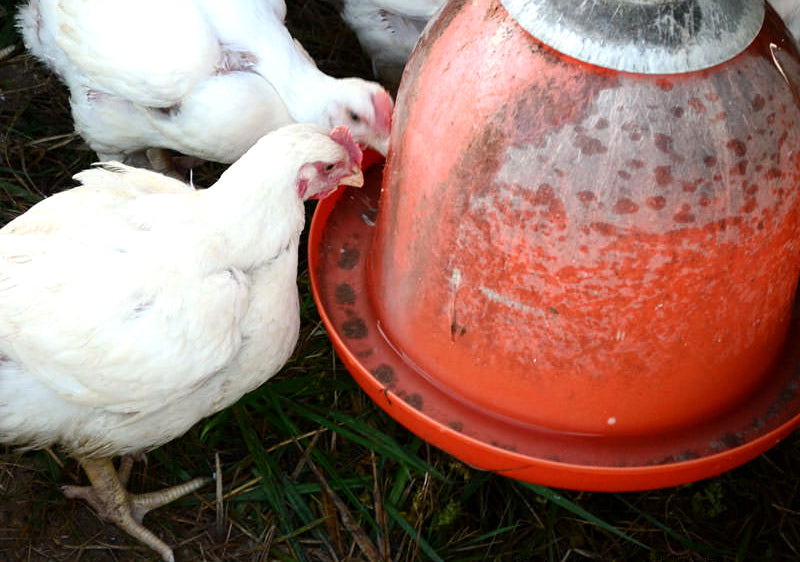 POULTRY: FEEDERS & WATERERS
