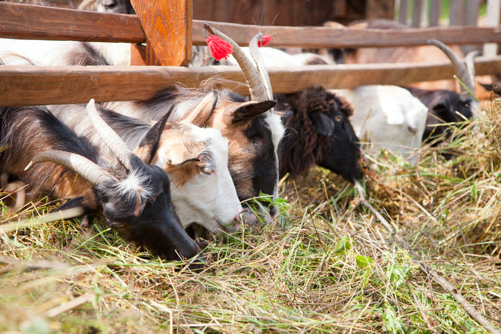 GOAT: FEED