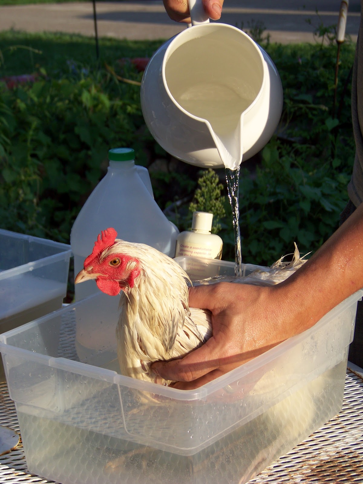 POULTRY: GROOMING