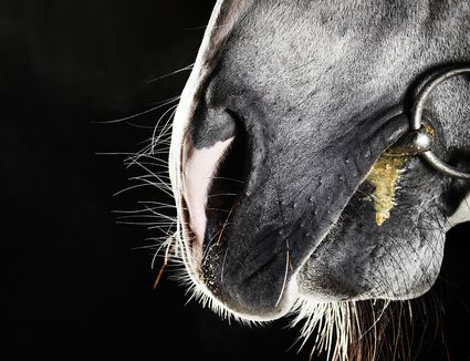HORSE: BITS & ACCESORIES