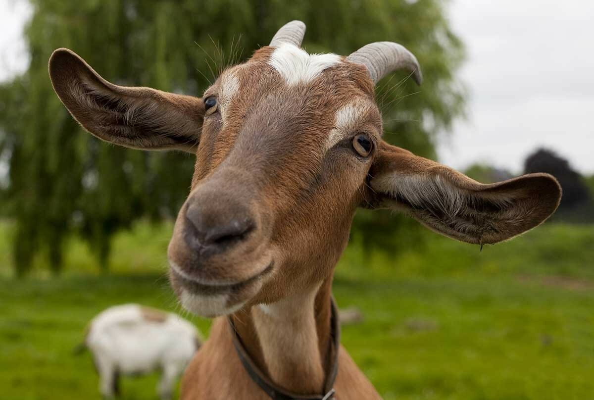 GOAT: HEALTH & WELLNESS