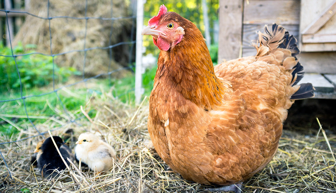 POULTRY: HEALTH & WELLNESS