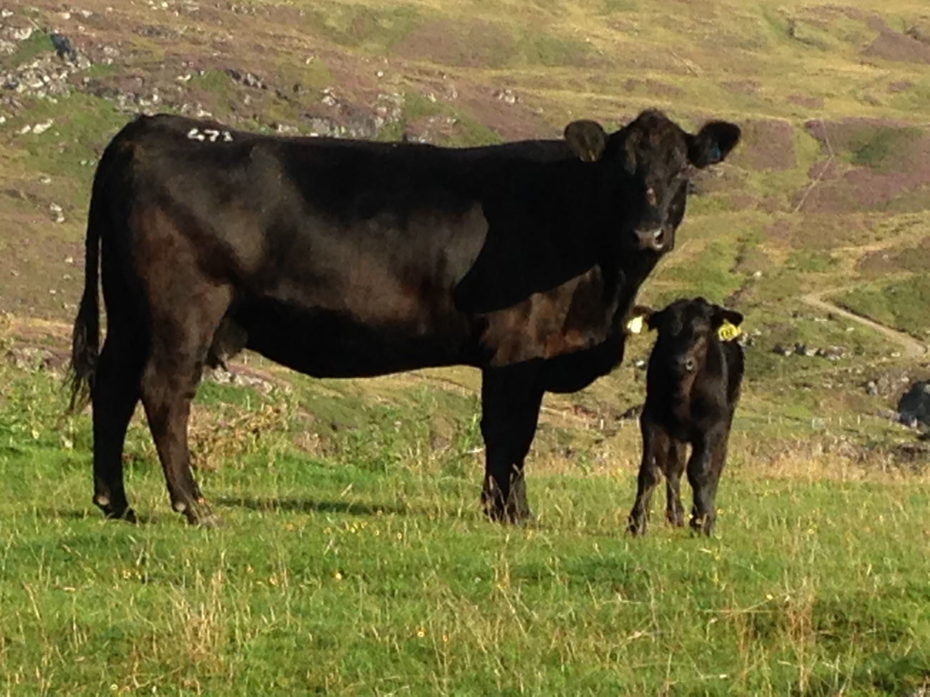 CATTLE: BREEDING & CASTRATION SUPPLIES