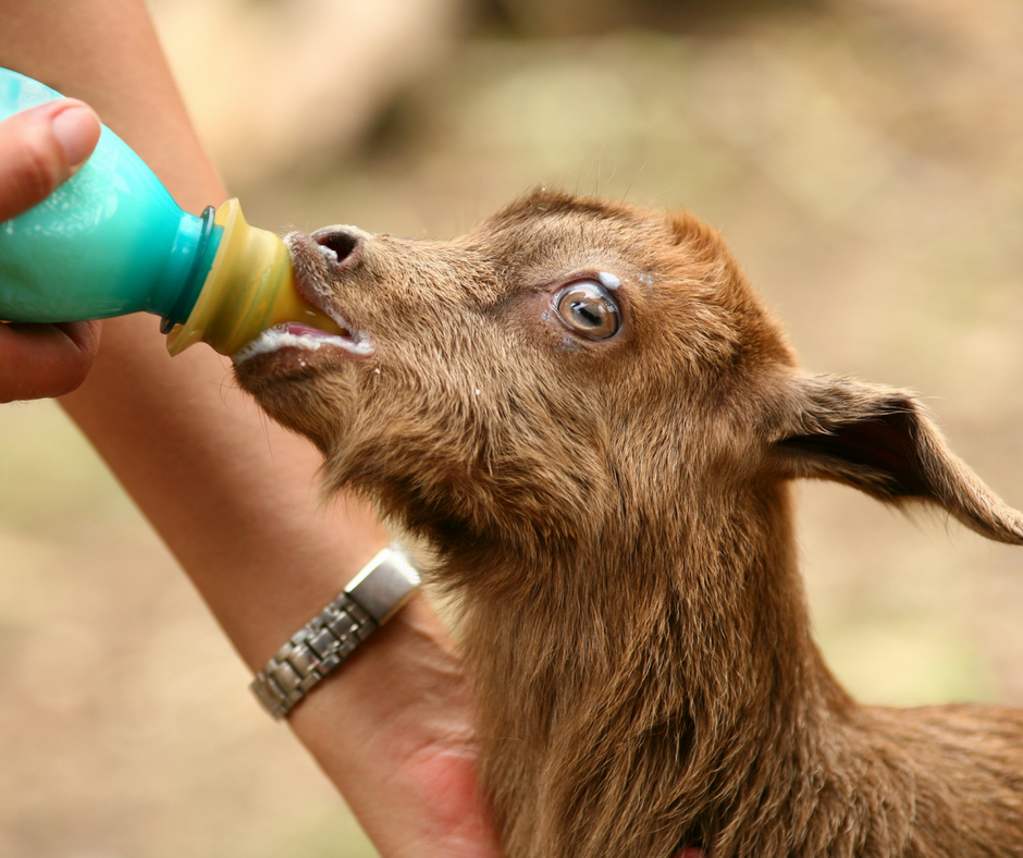 GOAT: MILK REPLACER & COLOSTRUM