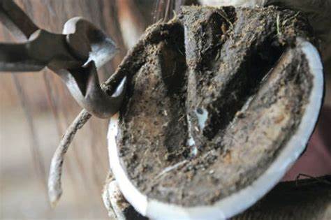 HORSE: HOOF CARE