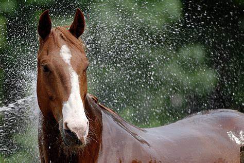HORSE: SHAMPOO & CONDITIONER