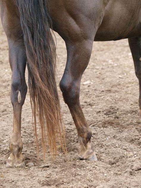 HORSE: JOINT CARE