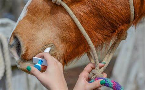 HORSE: WORMERS (DEWORMER)
