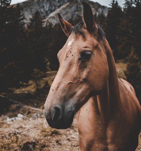 HORSE: FEED THRU FLY CONTROL