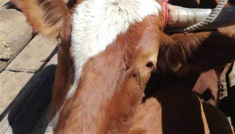 CATTLE: DEHORNERS