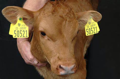 CATTLE: IDENTIFICATION & EAR TAGS