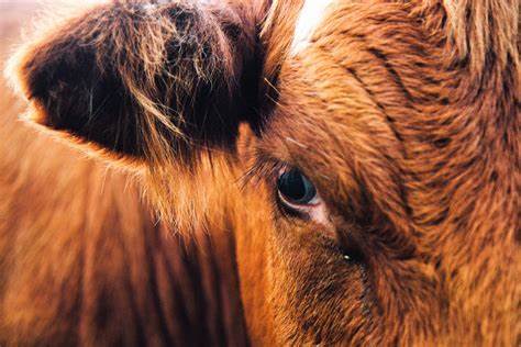 CATTLE: EYE & EAR CARE