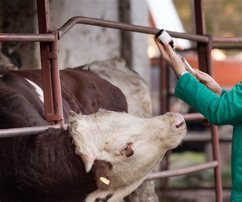 CATTLE: MEDICAL SUPPLIES