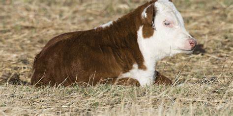 CATTLE: SCOURS & DIARRHEA SOLUTIONS