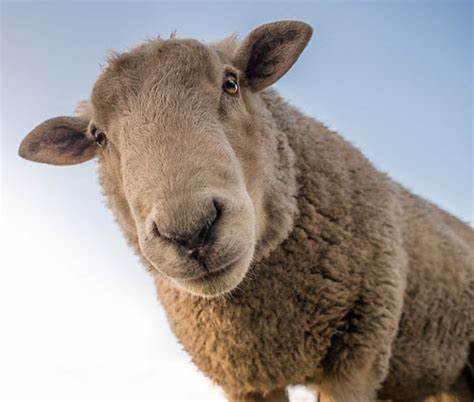 SHEEP: WORMERS (DEWORMERS)
