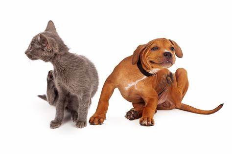 FLEA AND TICK