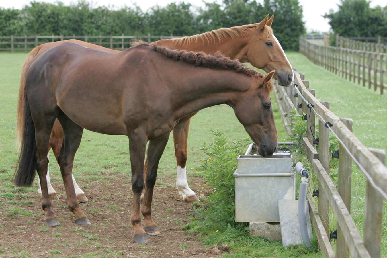 HORSE: FEEDING & WATERING