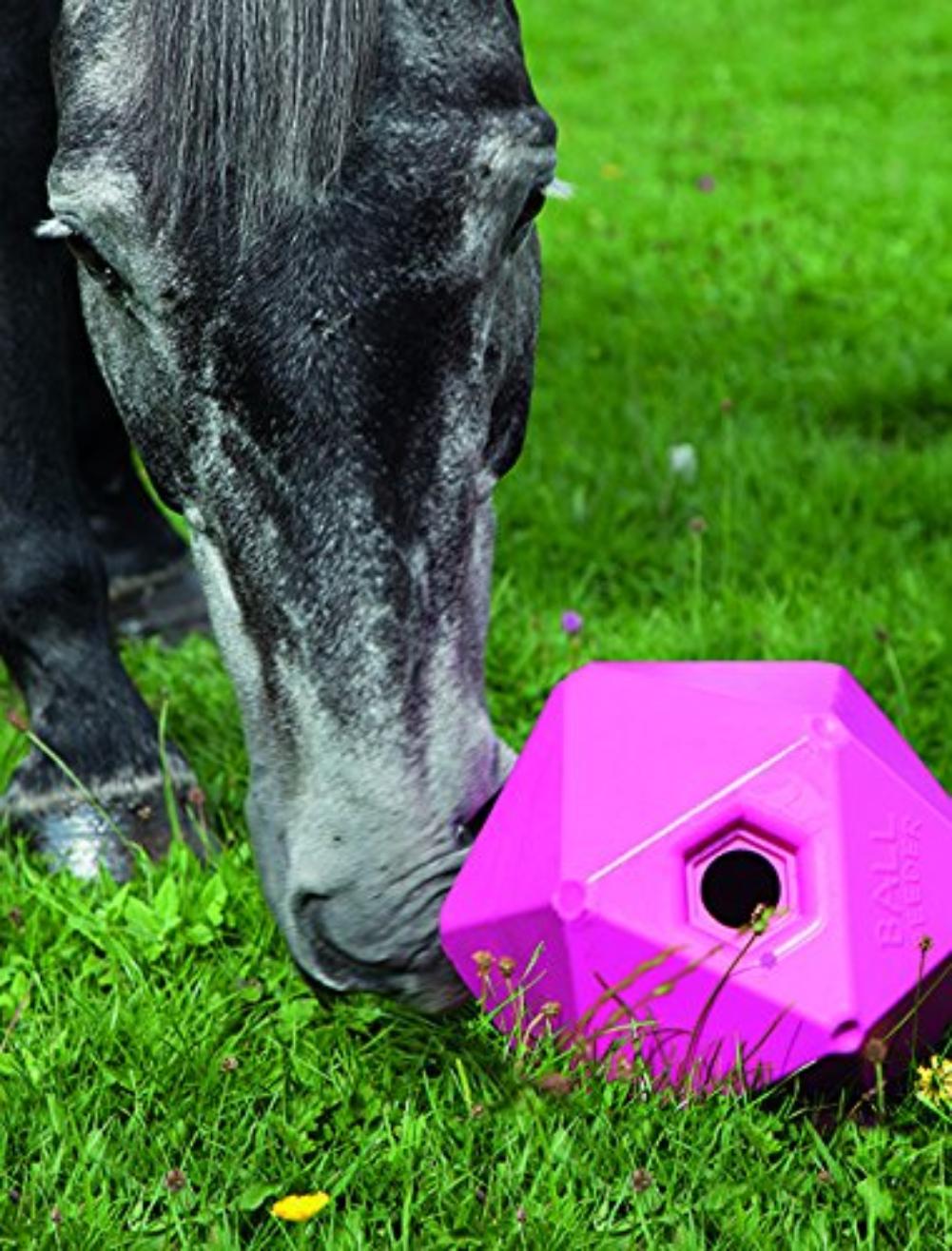 HORSE: TREATS & TOYS