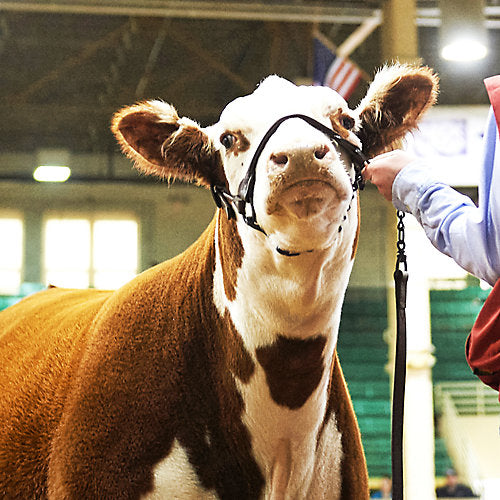 CATTLE: SHOW SUPPLIES