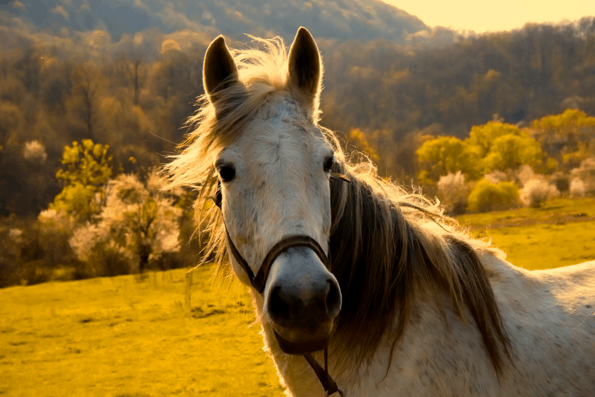 HORSE: CALMING