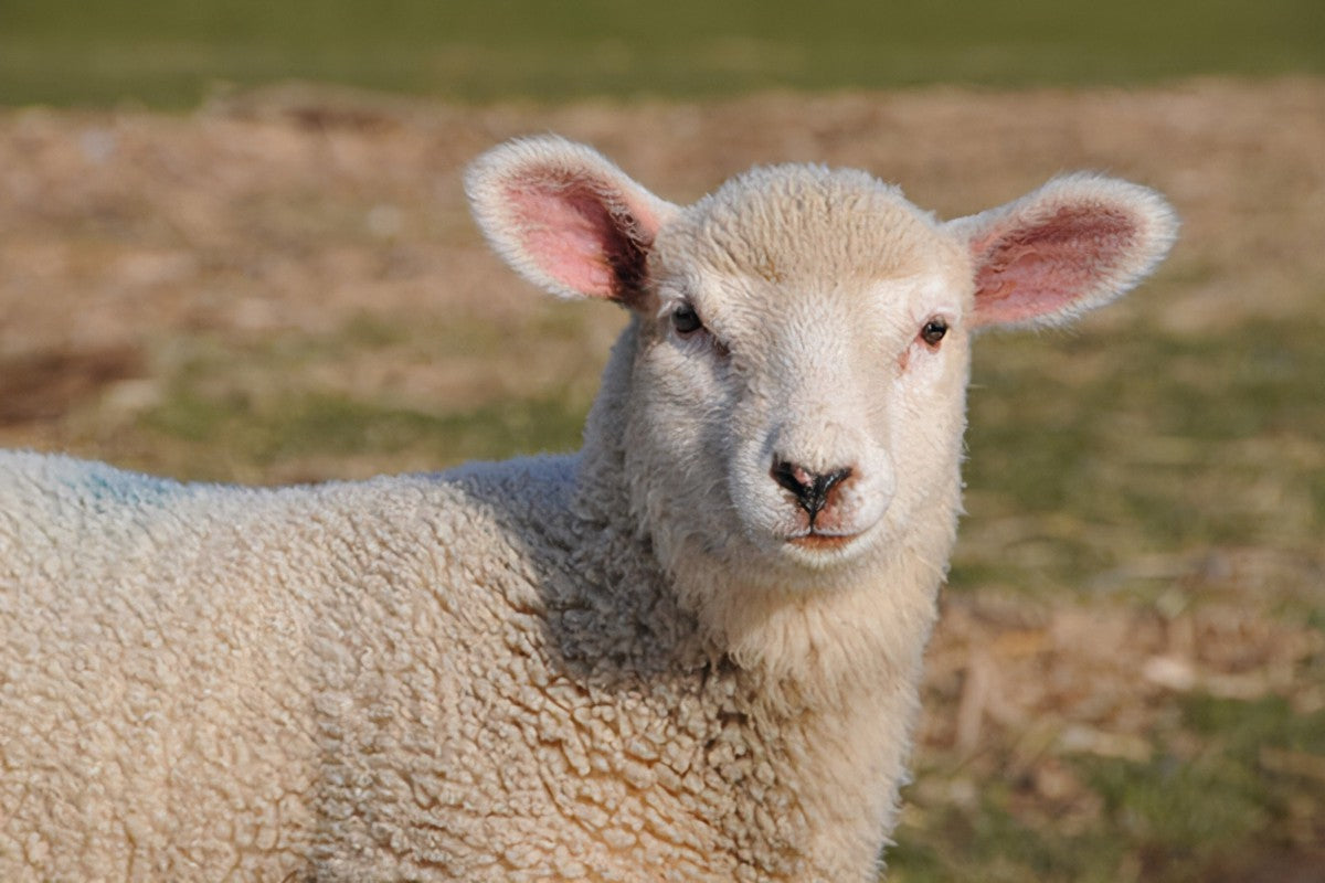 SHEEP
