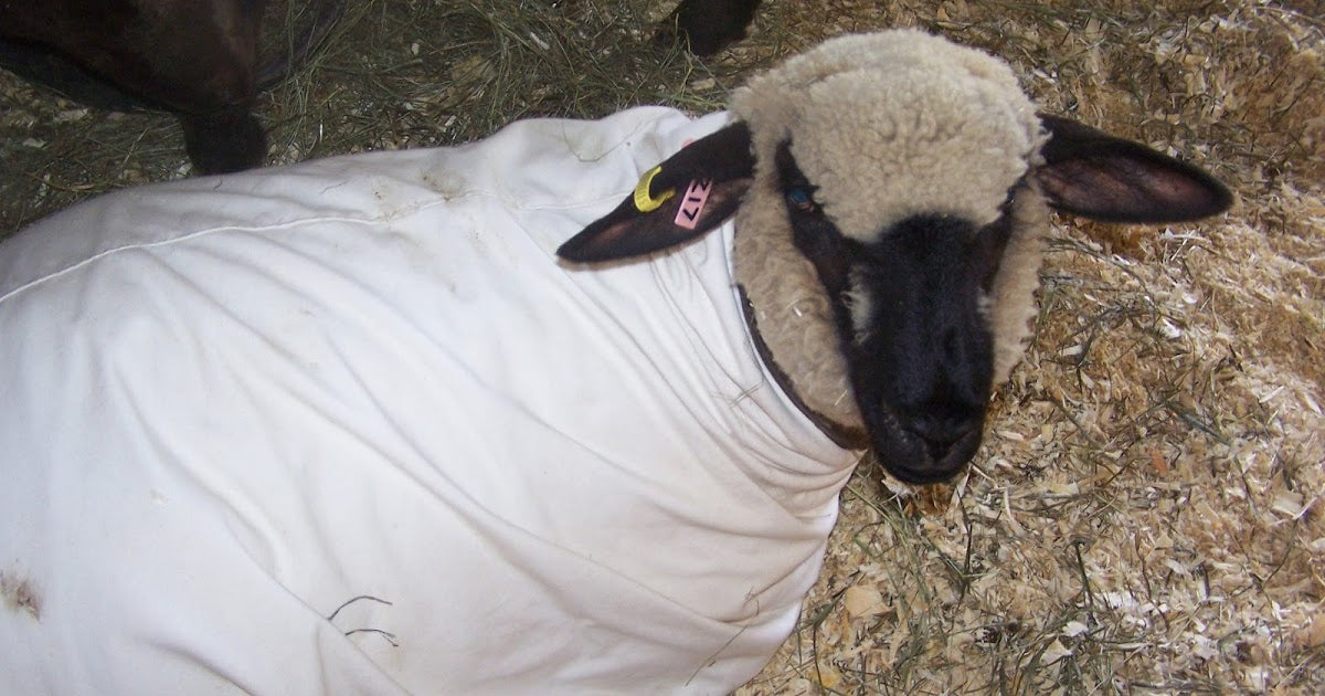 SHEEP: BLANKETS & TIGHTS