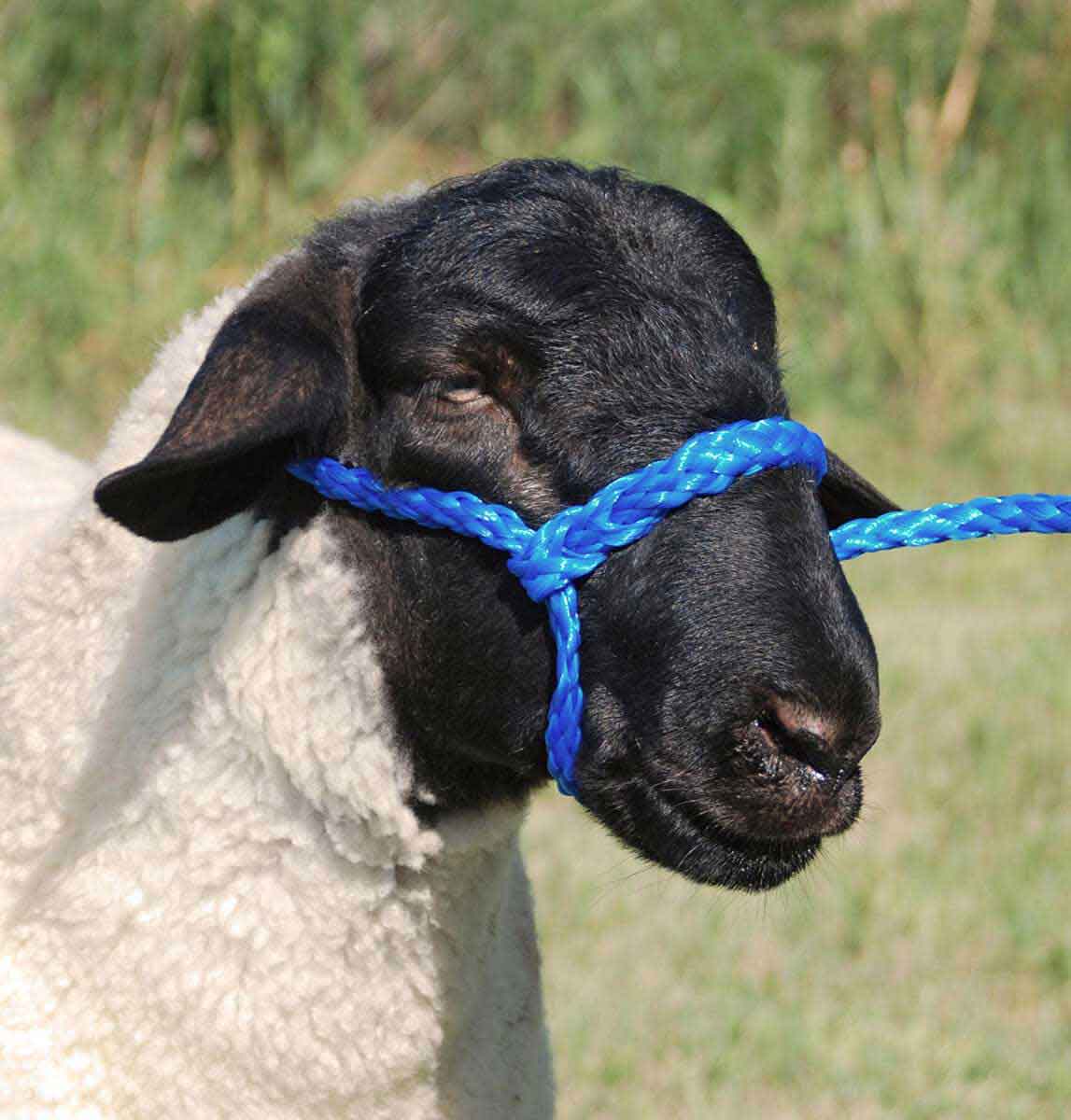 SHEEP: HALTERS & LEADS — Bushland Ranch Store