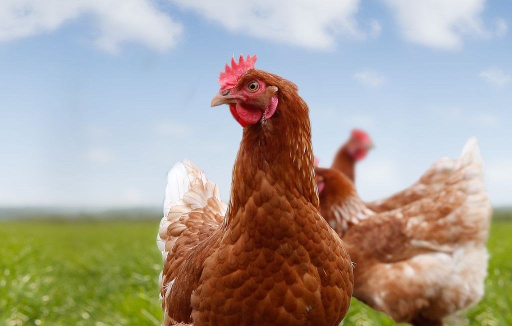 POULTRY: SUPPLIES