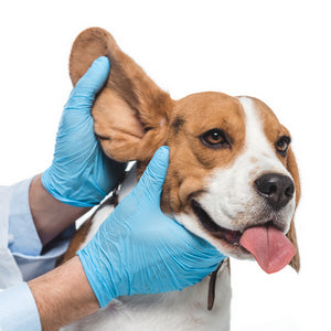 EAR CARE