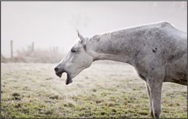 HORSE: COUGH & ALLERGY