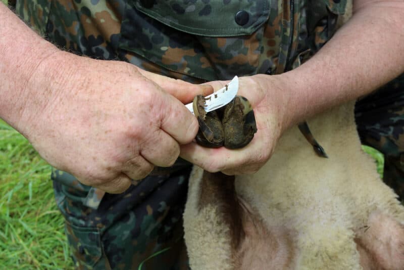 SHEEP: HOOF CARE