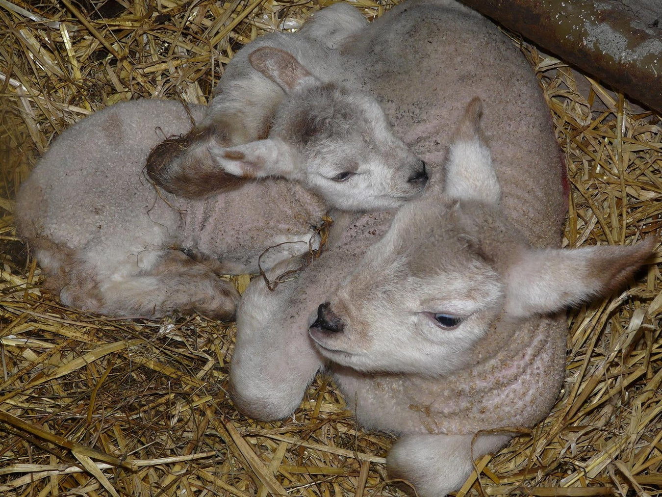 SHEEP: MILK REPLACER & COLOSTRUM