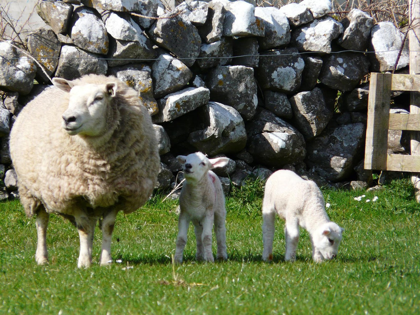 SHEEP: ELECTROLYTES